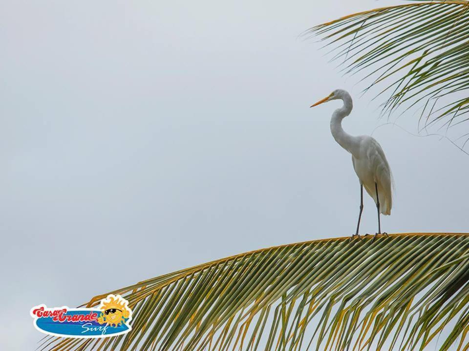 卡萨格兰德冲浪酒店 Guachaca 外观 照片